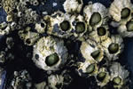 See more Barnacle images