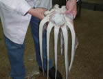 See more Giant Squid images