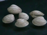 See more Hard Clam images