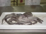 See more Octopus images