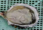 See more Pacific Oyster images