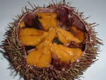See more Sea Urchin images