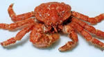 See more Snow Crab images